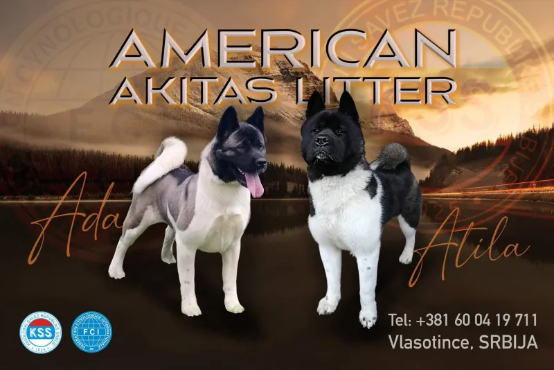 Američka Akita