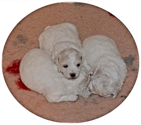 KOVRDZAVI BISONI - sampionskog porekla