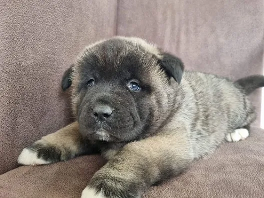 AMERICKA AKITA ŠTENCI