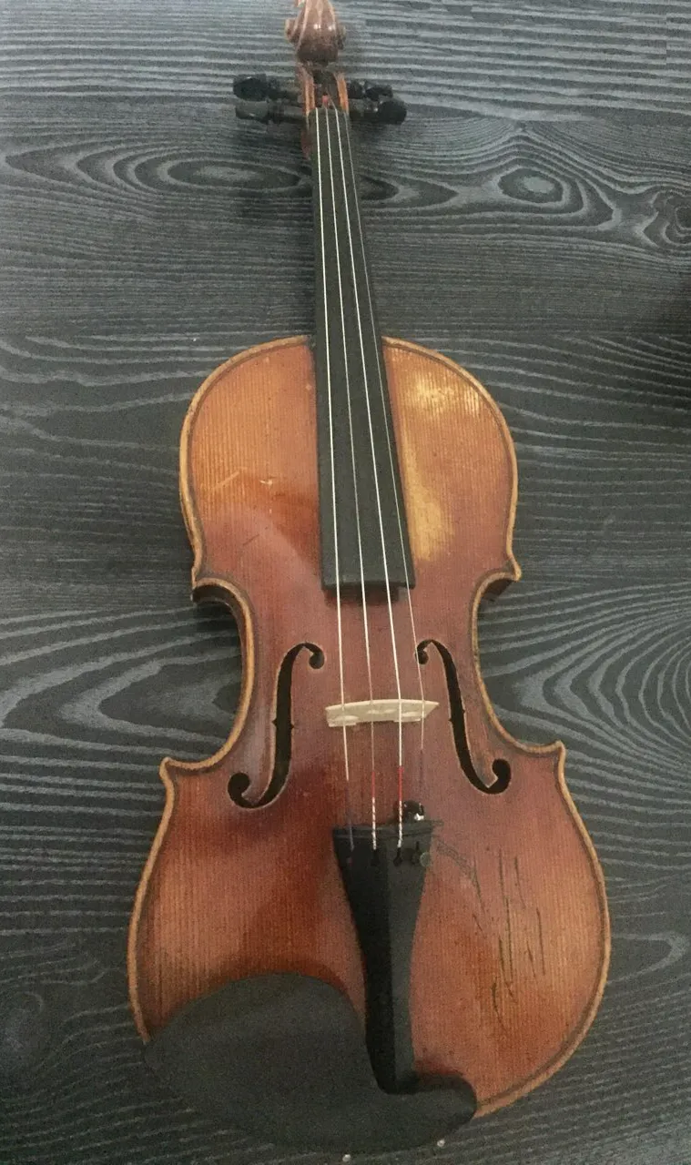 Violina
