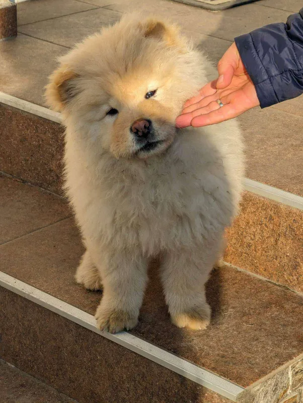 Čau-čau štenci