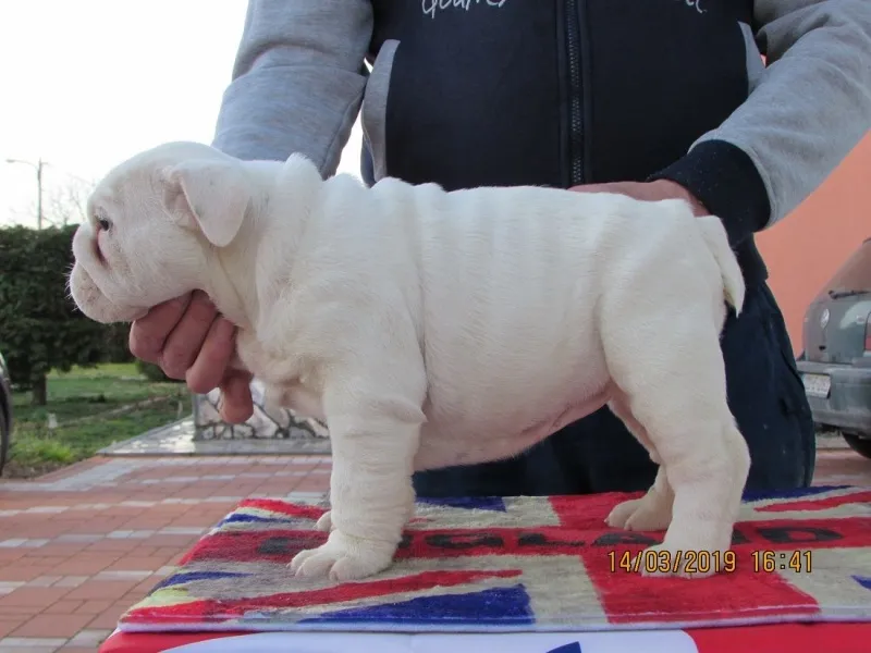 Engleski buldog štenci
