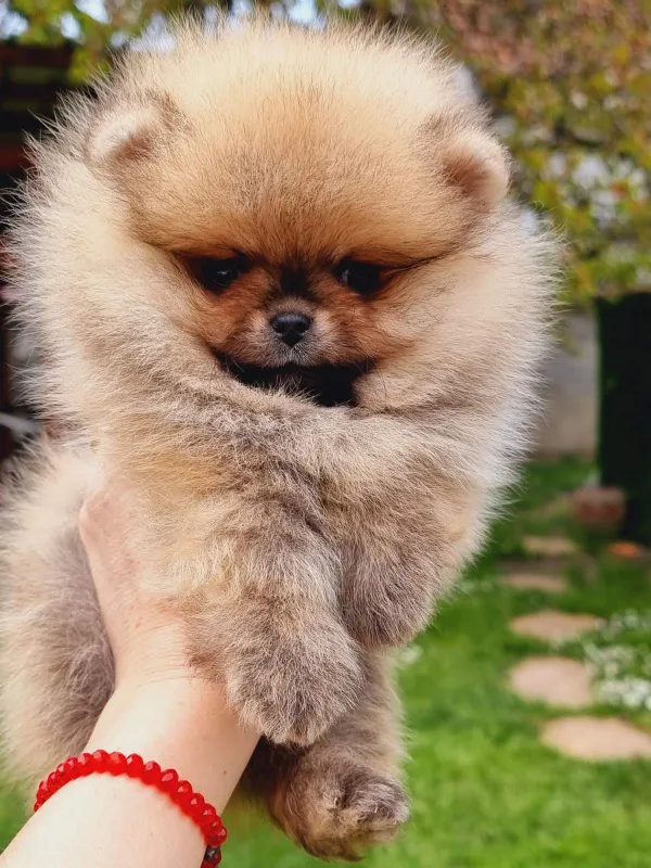 Pomeranac Boo muzjak