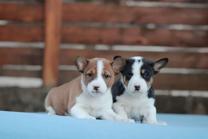 Basenji stenci povoljno