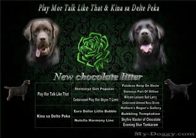 Labrador Retriver, cokoladni i crni stenci