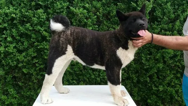 Americka Akita, novo leglo
