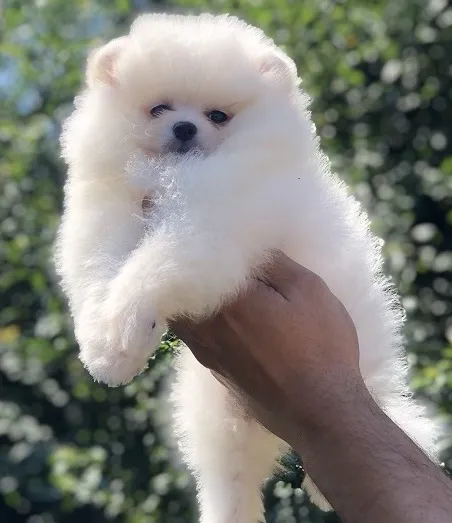 Pomeranski špic,Pomeranac,Pomeranian,Boo štenci
