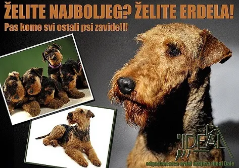 Erdel terijer štenci