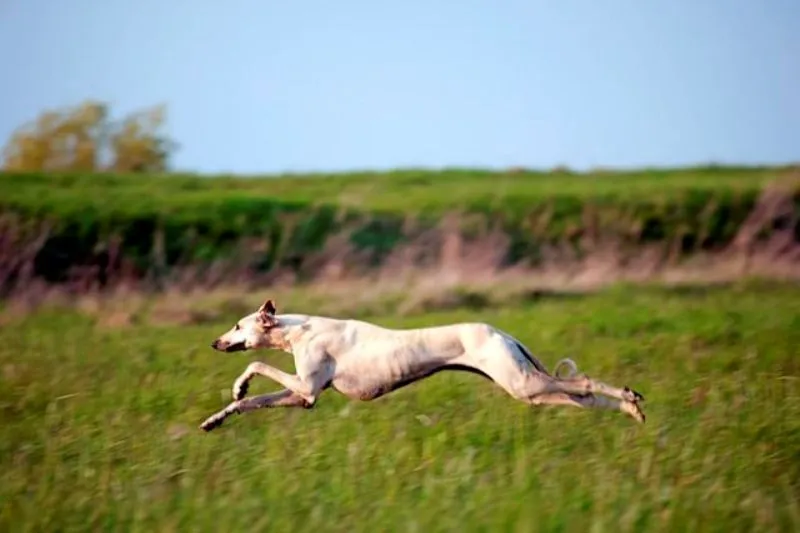 SLOUGHI- Arapski Hrt