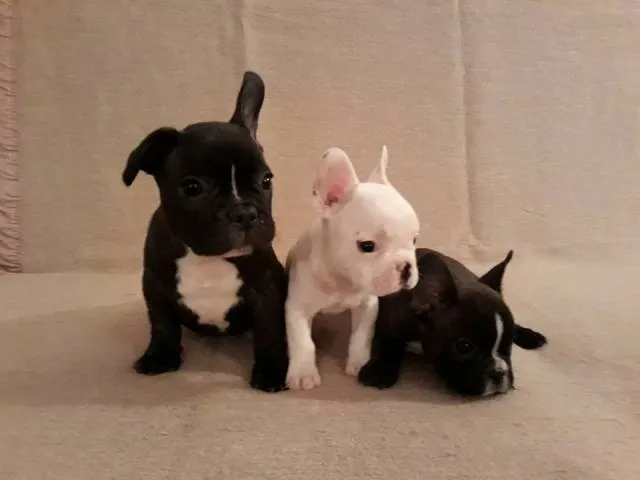 Francuski buldog, štenci