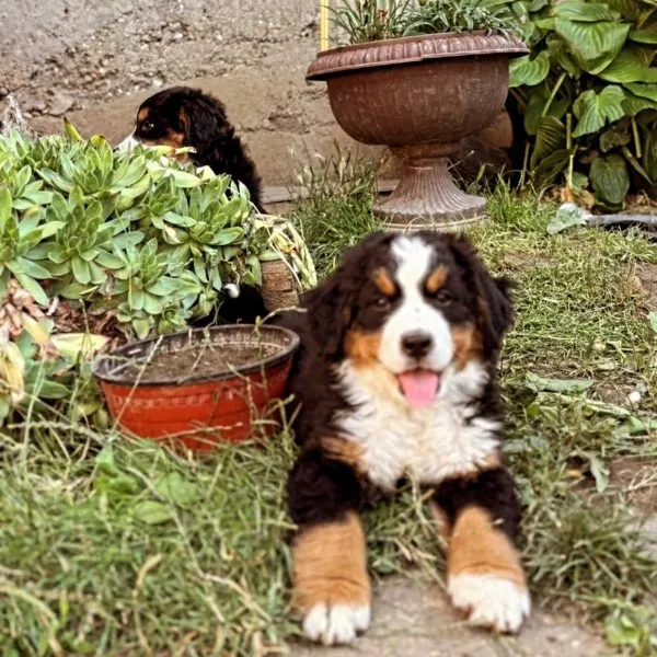 Bernski planinski pas stenci