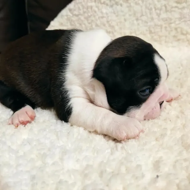 Prelepi štenci BOSTON terijera 