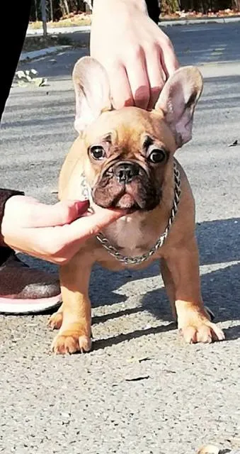 Francuski buldog štenad