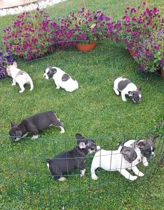 Francuski buldog štenci egzotičnih boja 