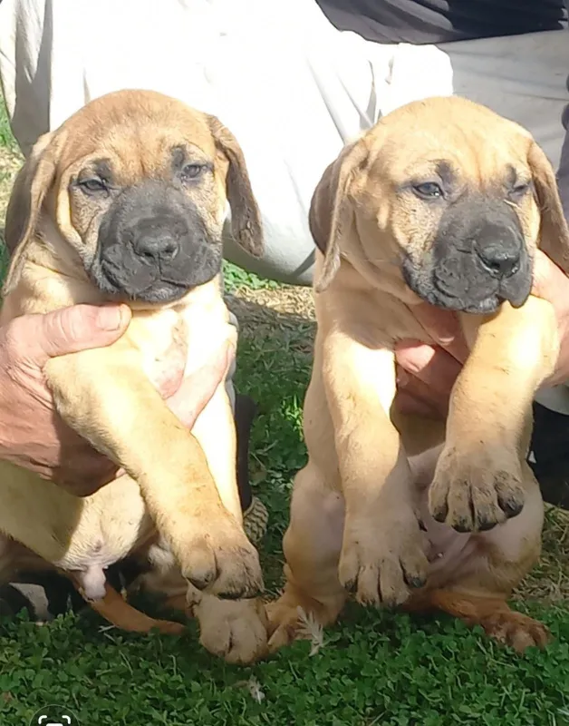 Presa Canario