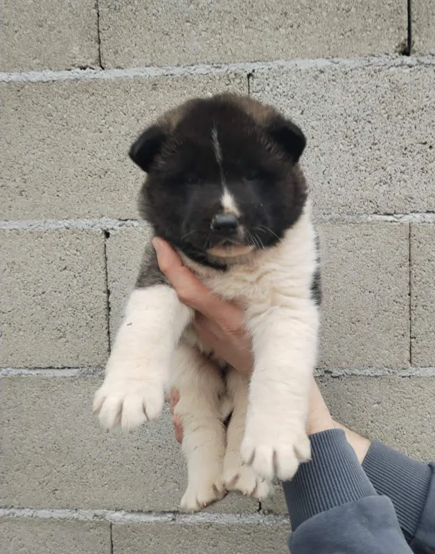 Američka Akita štenci