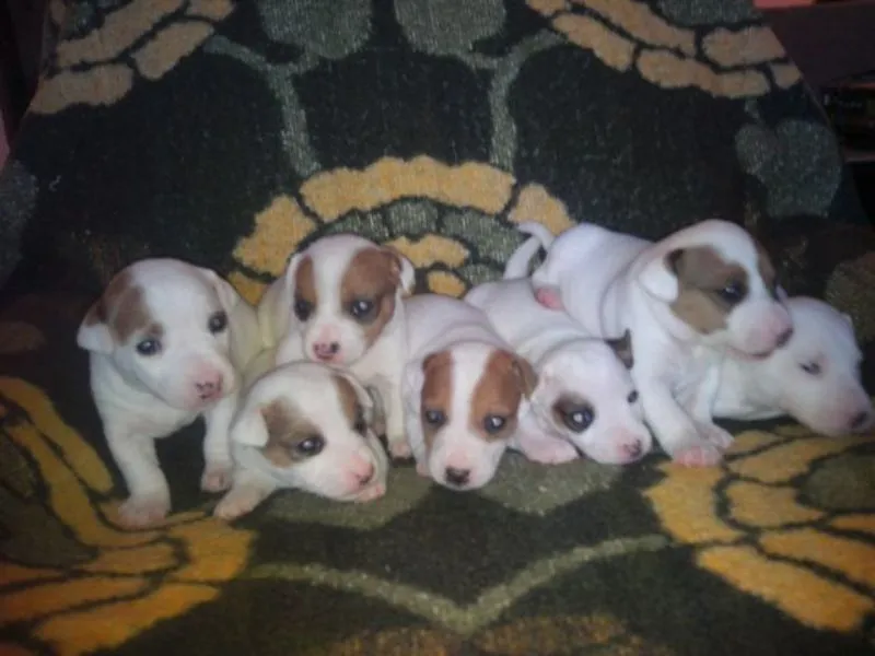 Jack Russell terrier stenci i muzjak za parenje
