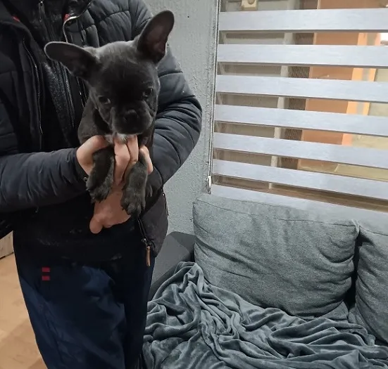 Francuski buldog stenci