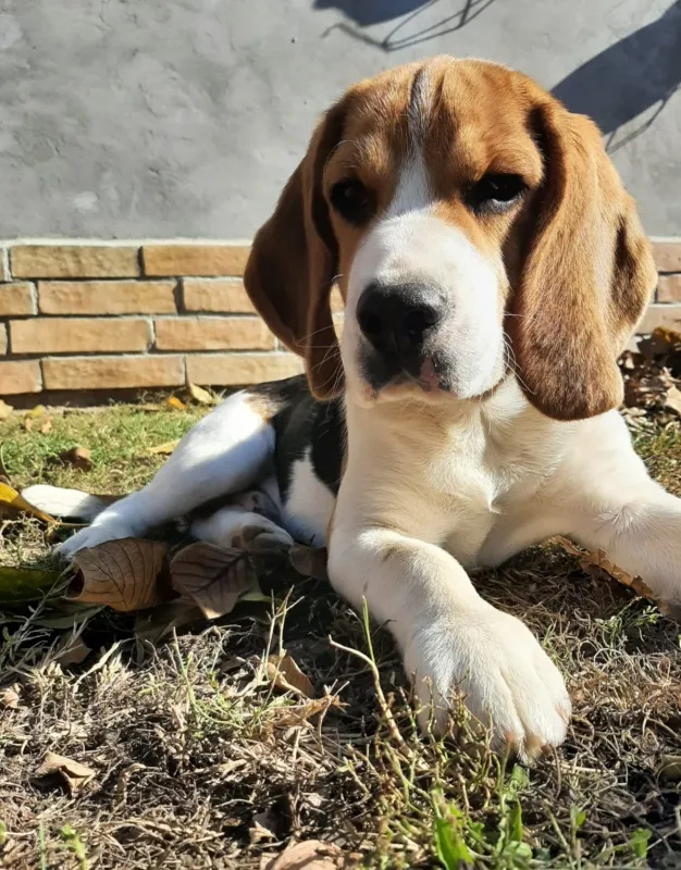 Bigl mužjak