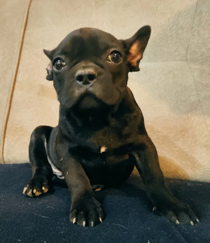 Francuski buldog