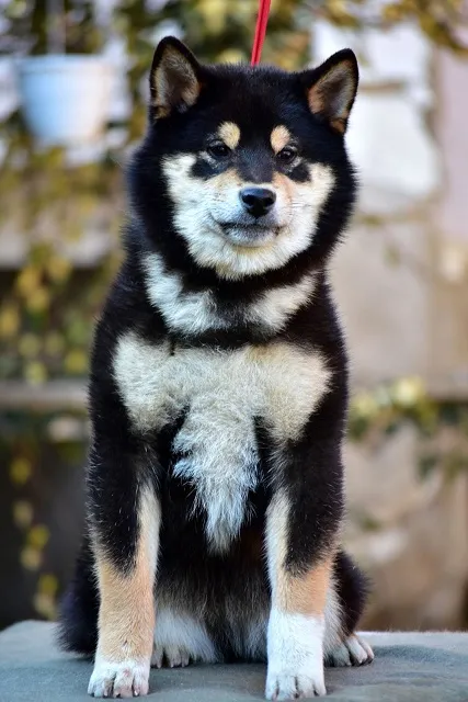 Shiba inu stenci