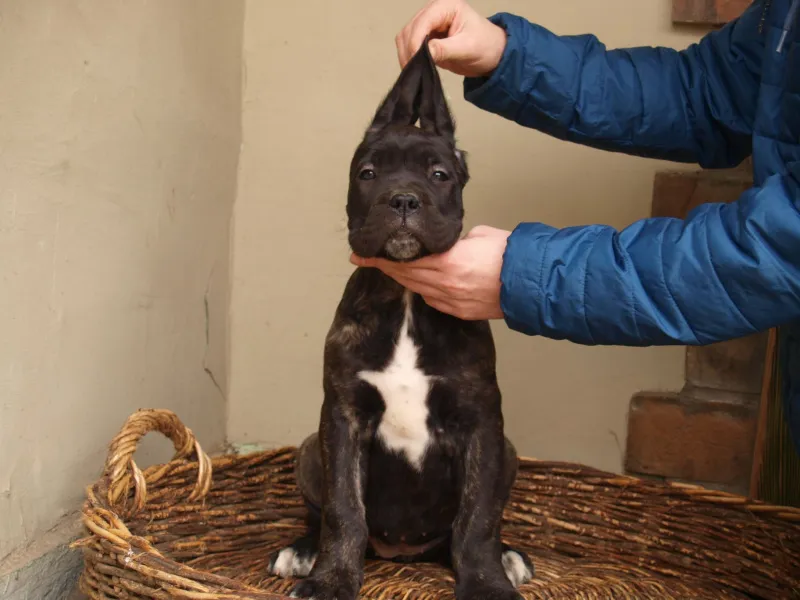 Kane Korso Cane Corso
