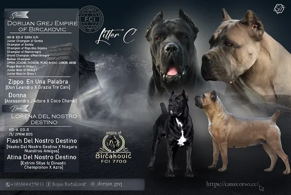 Cane Corso štenci