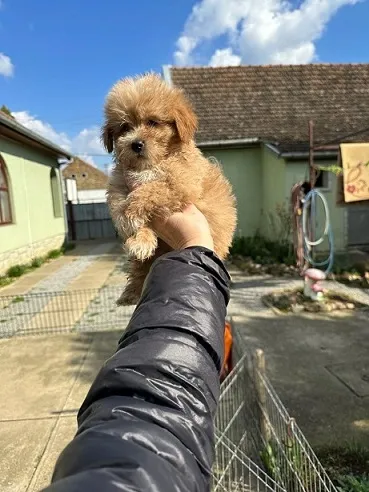 Maltipoo