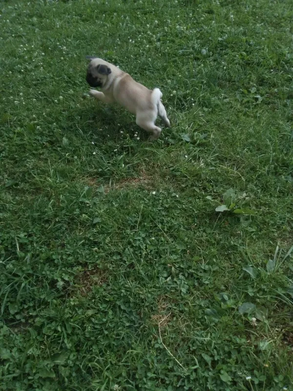Mops i čivava štenci na prodaju