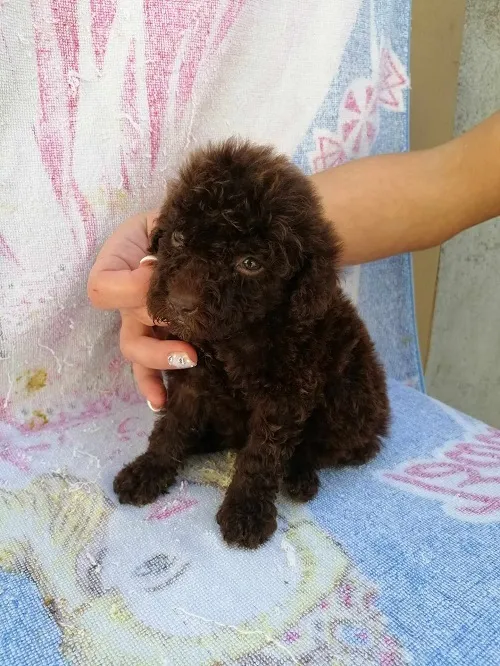 Pudla  