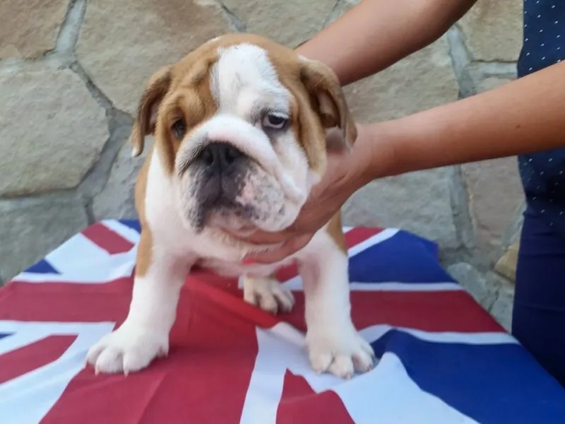 Engleski Buldog, stenci Vrhunskog kvaliteta