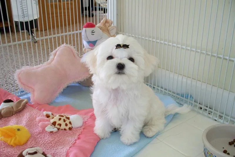 Maltezer i coton de tulear stenci na prodaju