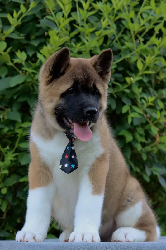 Americka Akita stenci