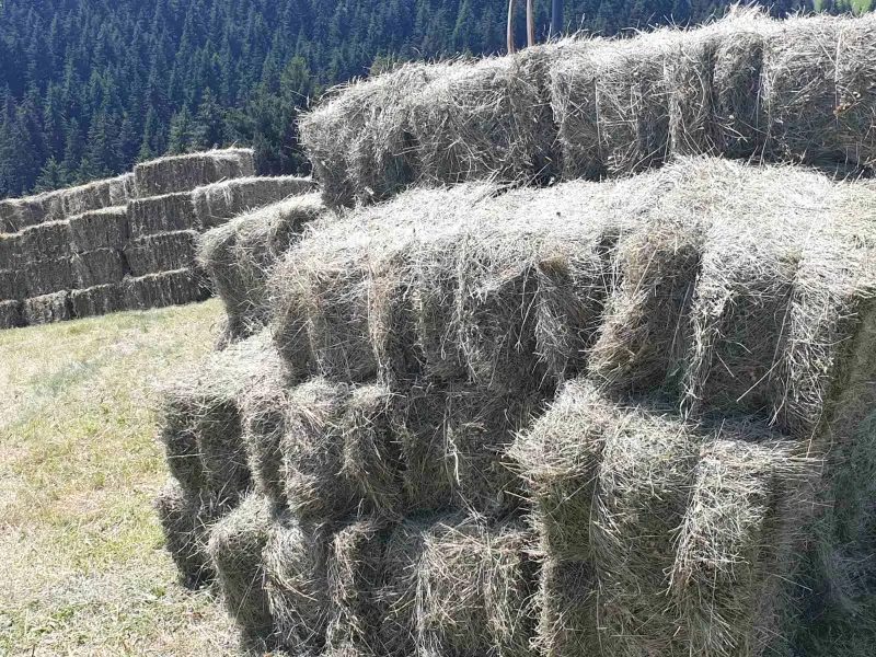 Bale/ Sijeno