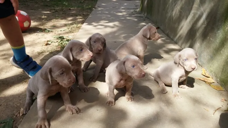 Štenci Weimaranera-Vajmarskog ptičara