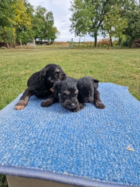 Patuljasti snaucer, muski stenci