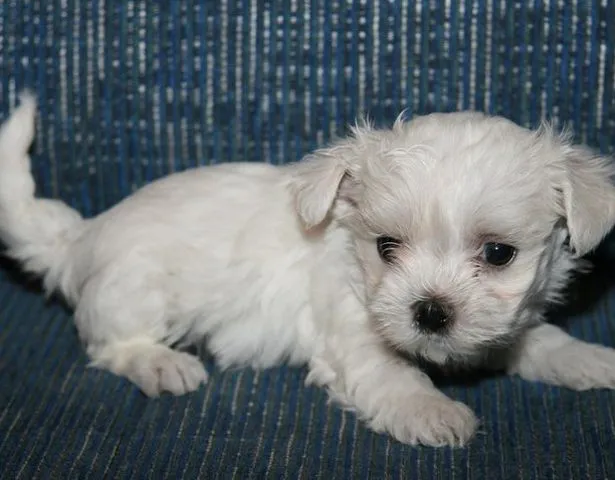 Maltezer stenci - od izvrsnih roditelja