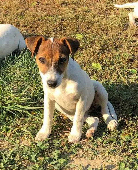 Džek Rasel Terijer, štenci