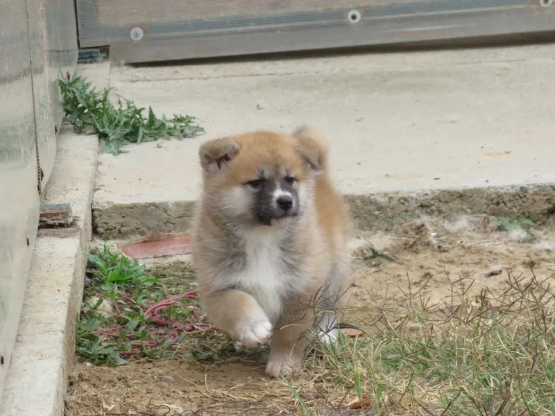 Prodajemo stence japanskih Akita