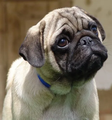 MOPS stenc i odrasli mopsovi