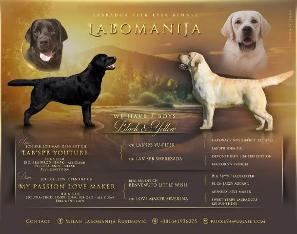 Labrador retriver, crni i žuti (beli) štenci