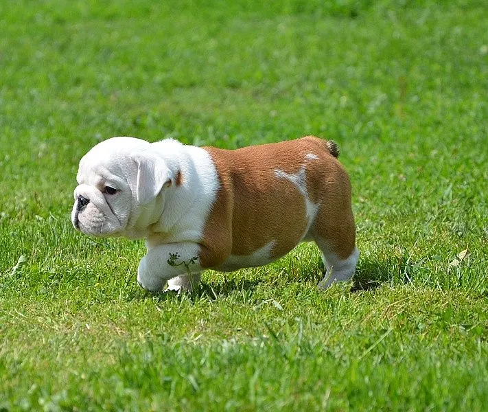  Engleski buldog 