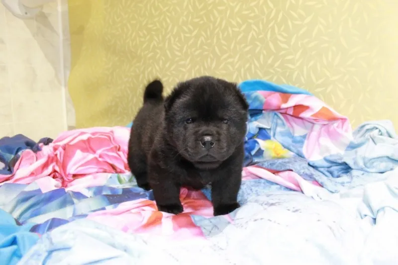 Chow chow stenci