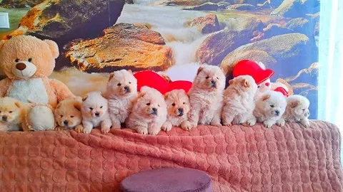 Chow chow cau cau stenad