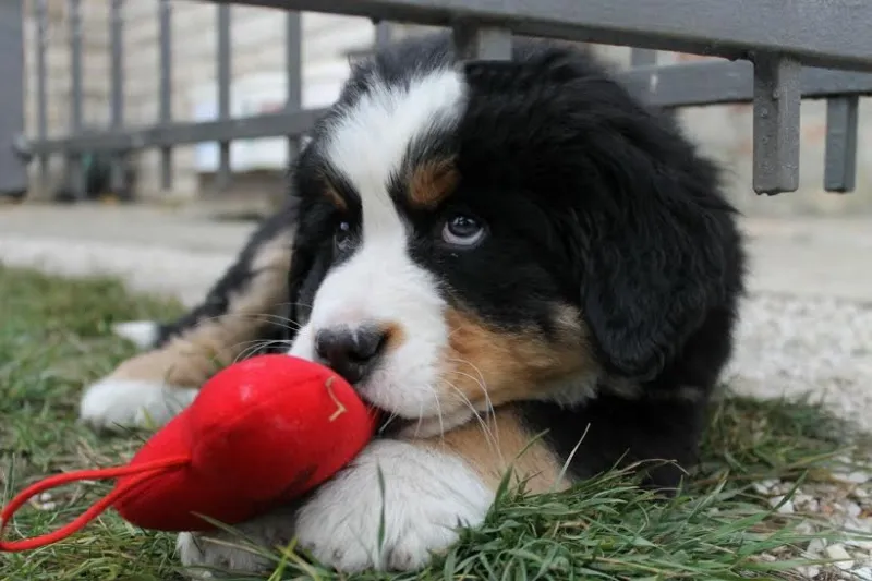 Bernski Planinski pas Izlozbeni Stenci