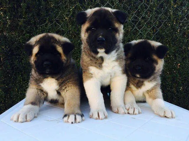 AMERICKA AKITA - roditelji sampionskog porekla