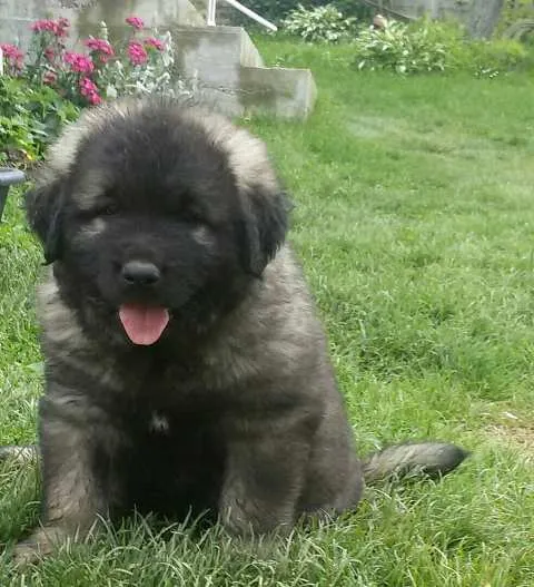 Ovcarski pas - Sarplaninac, stenci