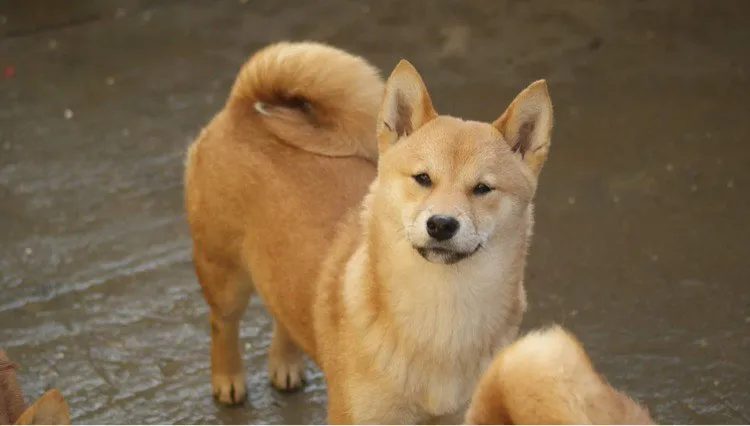 Shiba inu