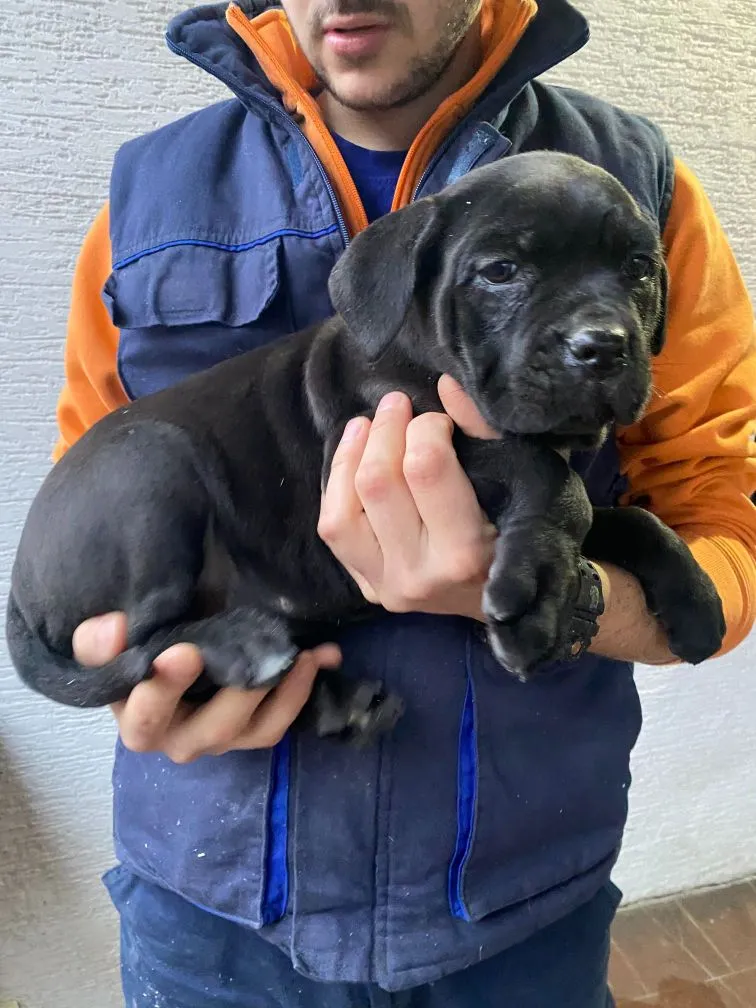Cane Corso štenci