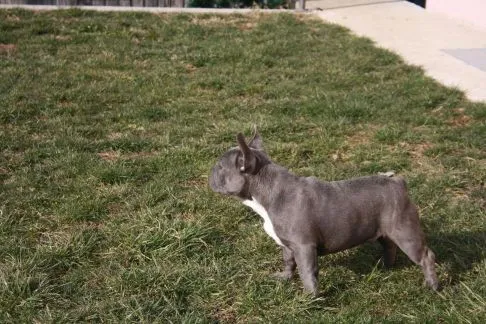 Plavi francuski buldog